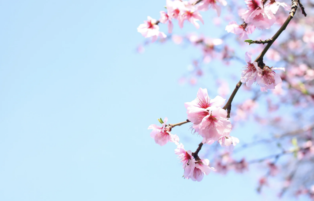 The Spring 2025 askKira Update Has Sprung!